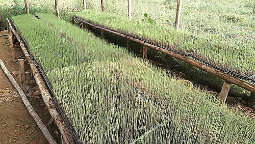 Onion seedlings