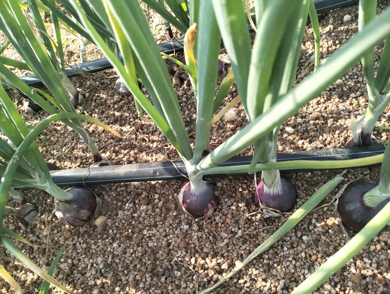 Bulb Onions