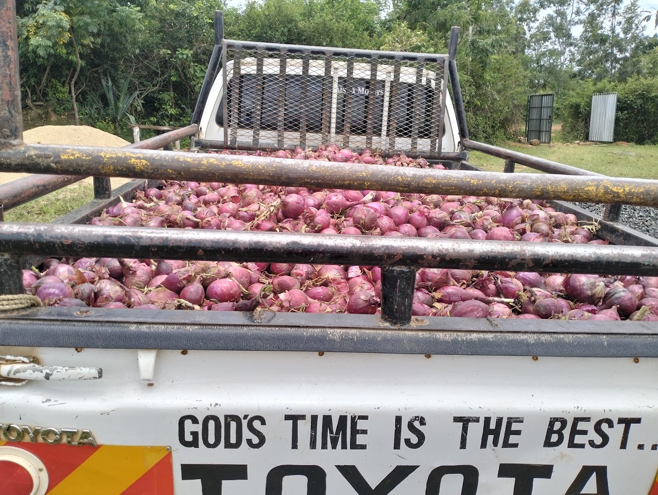 Onions Ready for Market