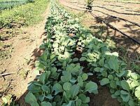 Ahadi F1 Collards