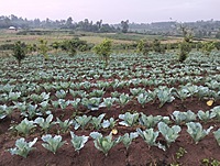 Ahadi Collards