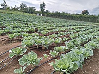 Collard Greens