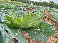 Collard Greens