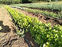 Coriander or Dhania