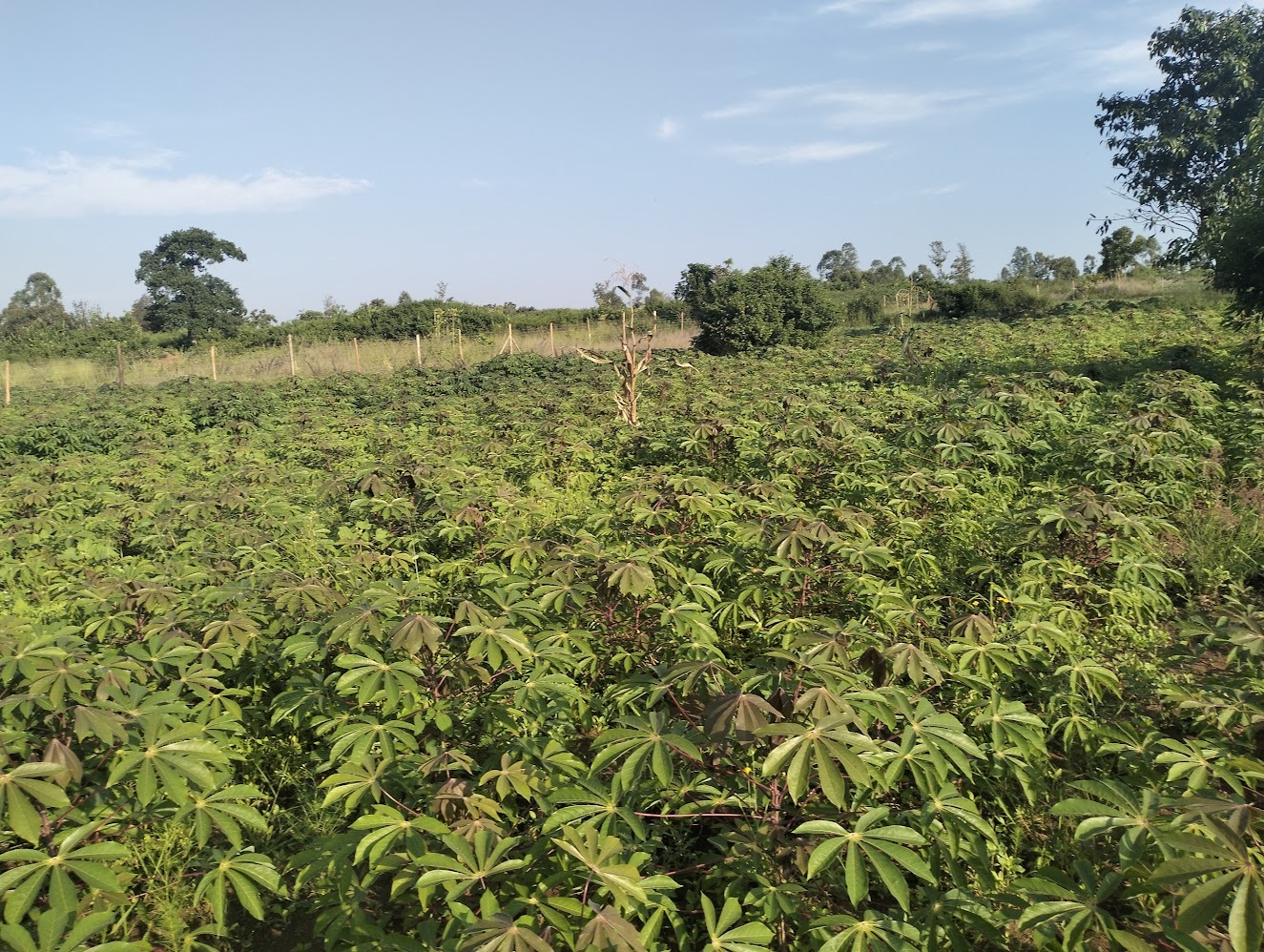 Cassava
