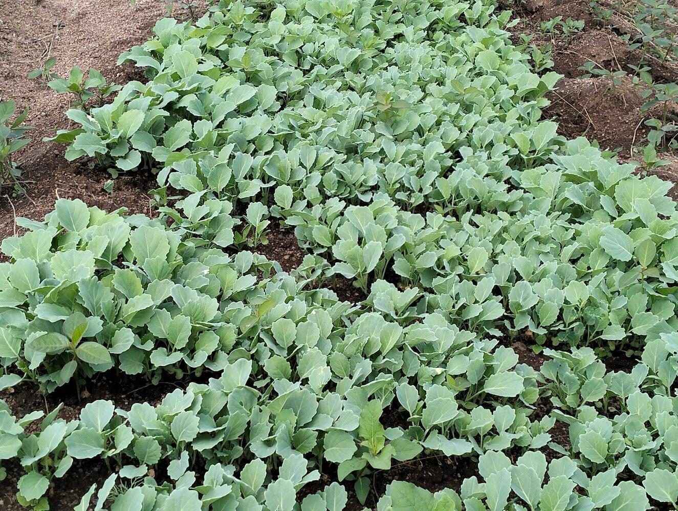 Collards