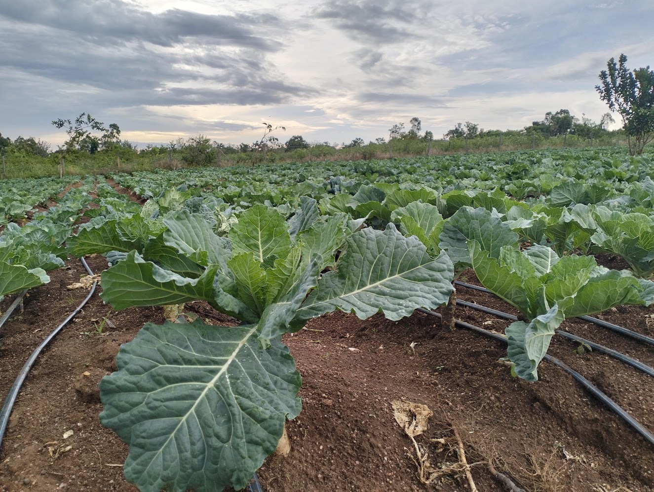 Collard Greens Under the Sun